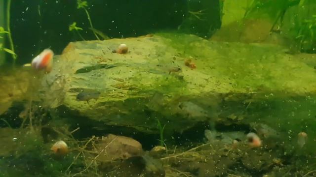 Apistogramma Borelli fry смотреть онлайн