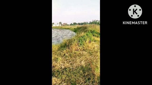 I am trying to best in this video||pullu dada allrounder||PATLI KAMARIYA MORI MEMES ARE FUNNY смотреть онлайн