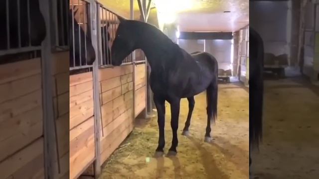 это лошадь я бы хотел смотреть онлайн