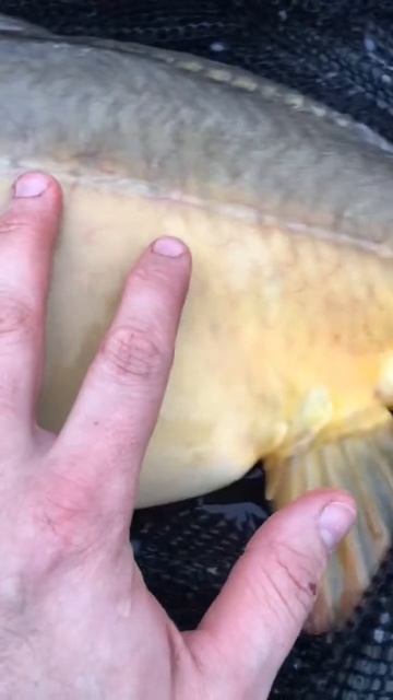 Рыбка #shortvideo #carpfishing #fish #карп #carp #рыба #рыбалка #poland #природа смотреть онлайн