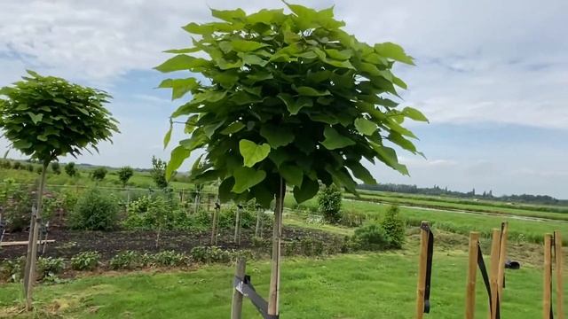 Tas Boomkwekerij - Catalpa, Boltrompetboom