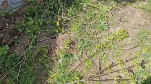 что делать со спиленными ветками на садовом участке