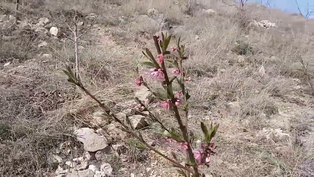 Шабдалы өстүрүү.Запас бутак коюңуз! смотреть онлайн