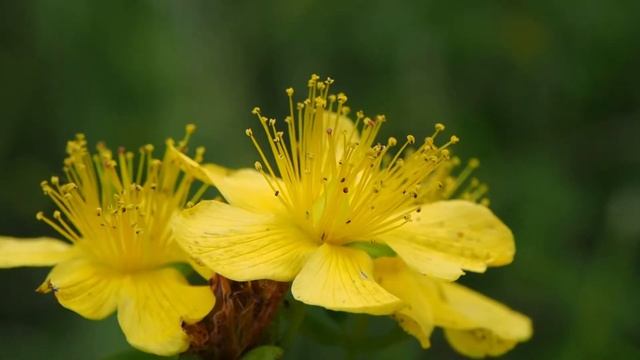 Hypericum maculatum Crantz.mp4 смотреть онлайн