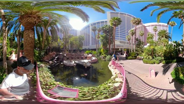 360 Video of Flamingo Wildlife Habitat at Flamingo Hotel Las Vegas смотреть онлайн