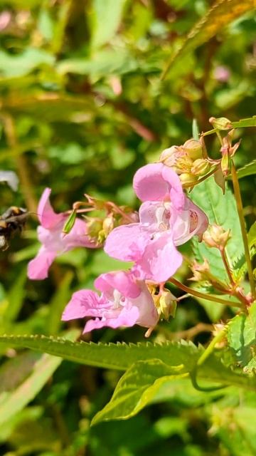 🐝 Stopping To Look At Himalayan Balsam 🌸 #plantsngardens 🌱 #himalayanbalsam #Impatiensglandulifera