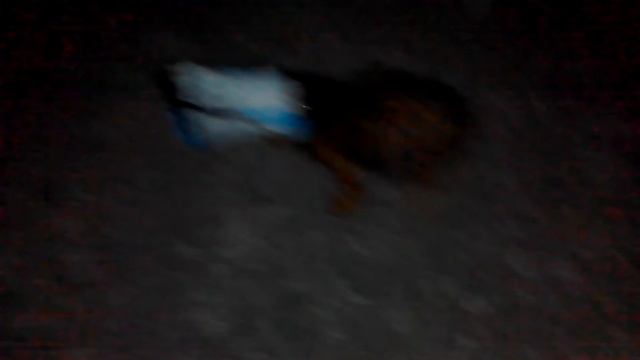 Пес и упаковка от чипсов смотреть онлайн