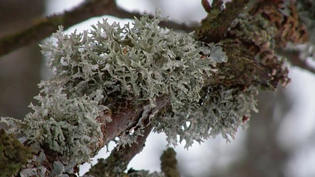 Исландский мох - мох или лишайник?