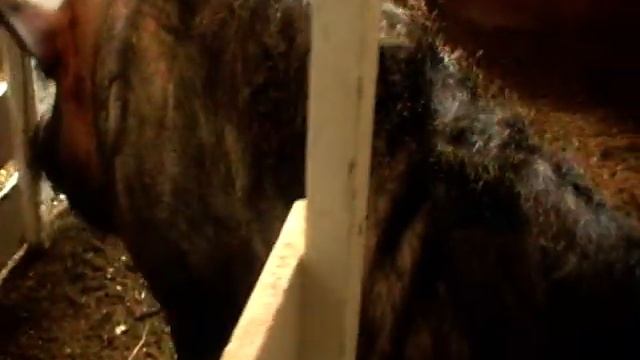 Несменяемая подстилка,облегчает труд хозяину и комфорт скоту смотреть онлайн