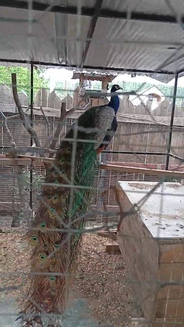 Это павлин или жарптица?