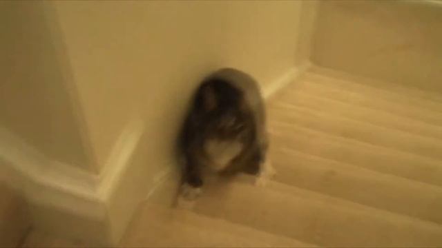 Кот забухал смотреть онлайн