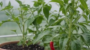 Как правильно формировать перец в теплице схемы формирования - Овощи