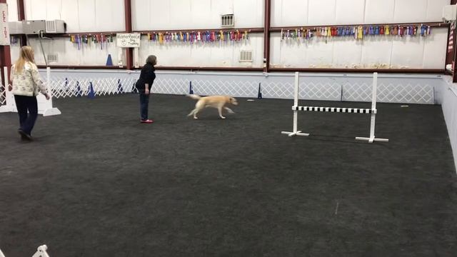 Tiger, Lab Club trials, March 2020 Utility смотреть онлайн