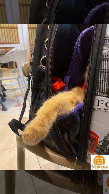 Спит без задних ног 😅

#iriskasun #cat #vk #котики #СПб #Щелкунчик