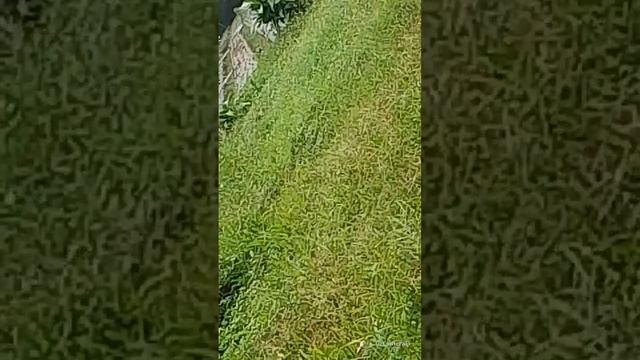 Сумарни Марни Канал SOVIET UNION's broadcast@Sumarni Marni channel смотреть онлайн