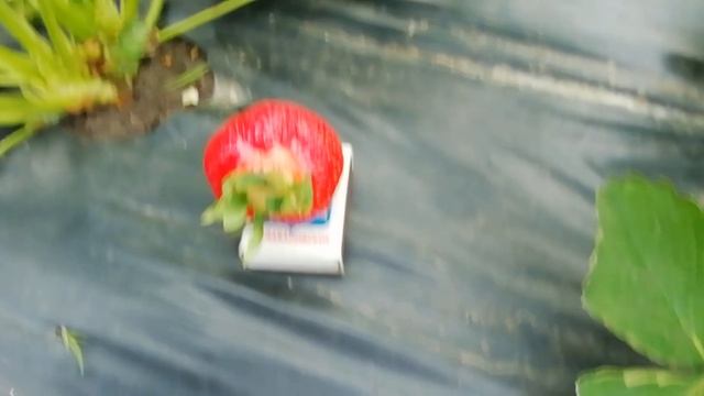 🍓🍓 Первая ягода "Клери". Воронежская обл. 22.05.23 🍓🍓 смотреть онлайн