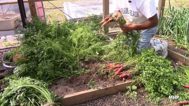 Greenhouse Carrots - Purple & Orange смотреть онлайн