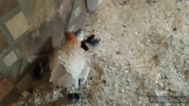 Пополнение .они меня уже немного утомили смотреть онлайн