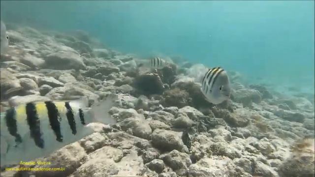 Abudefduf saxatilis (Sargento; Sergeant-major) Aruba 5 2022 Antonio Silveira. смотреть онлайн