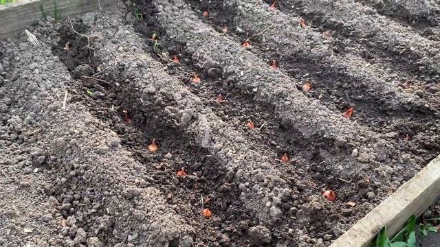 20 дней цыплятам🐥Мешанка для кур_2 день инкубации_17 апреля 2025 года смотреть онлайн