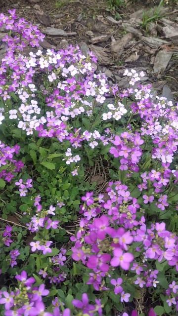 Цветёт арабис розовый#цветы #garden #flowers #дача смотреть онлайн