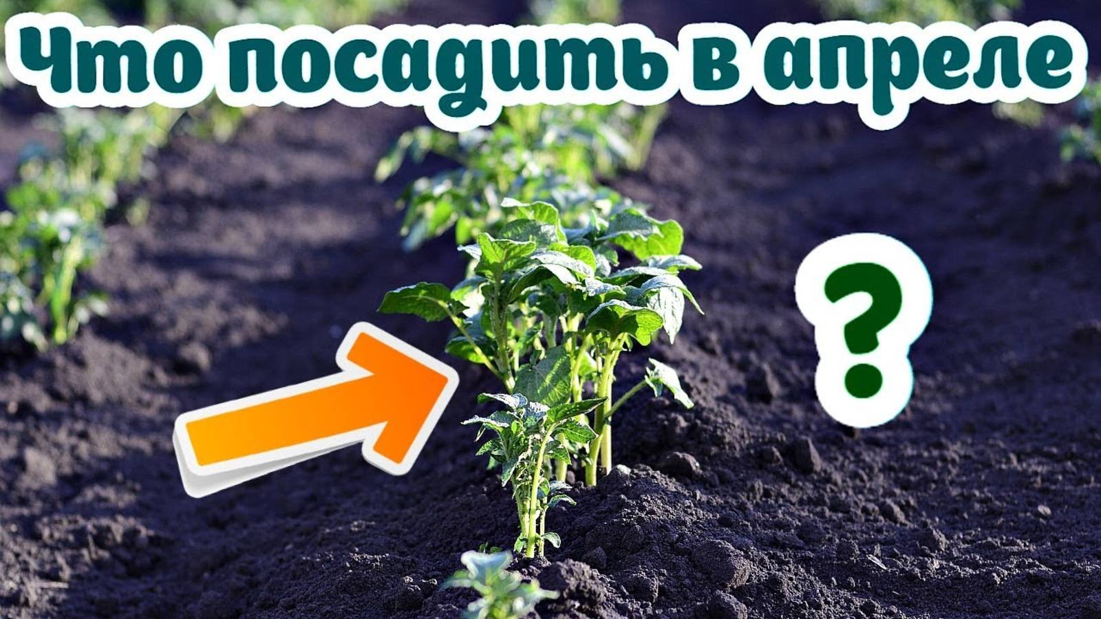 Стоит ли собирать овощи и зелень в апреле? Апрельская посадка на ногороде!