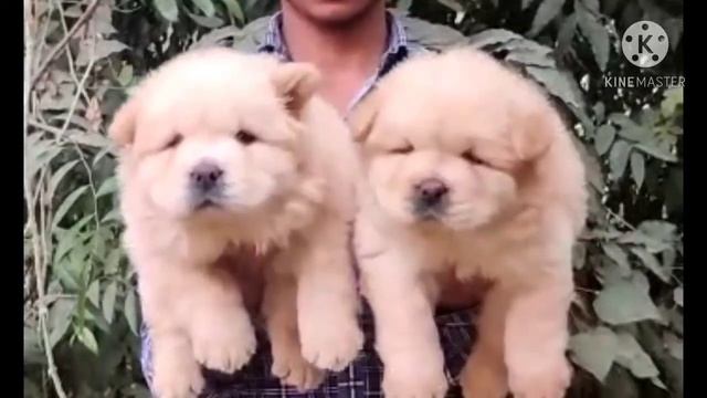 All Bread Imported Bloodline Puppies With Heavy Bone And KYC Registration Done Available In DelhiNC смотреть онлайн
