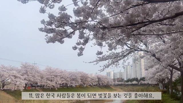 [SUB] Korean Podcast - Cherry Blossoms In Korea | Korean Listening Practice | Beginners