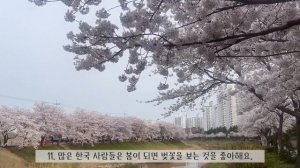 [SUB] Korean Podcast - Cherry Blossoms in Korea | Korean Listening Practice | Beginners