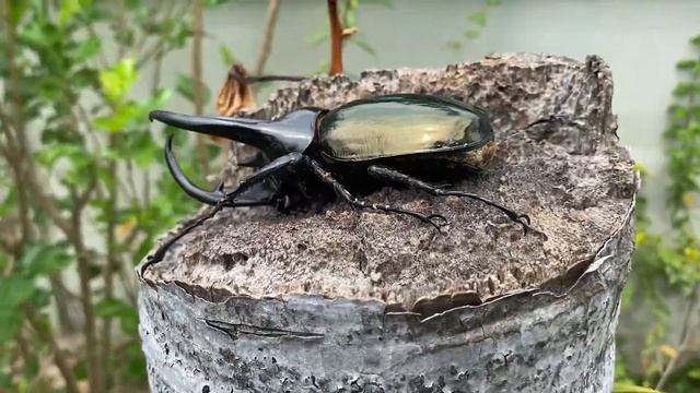 Chalcosoma caucasus kirby ! ด้วงกว่างสามเขาคอเคซัส มาเล!!! ขนาด109mm.🇲🇾 смотреть онлайн