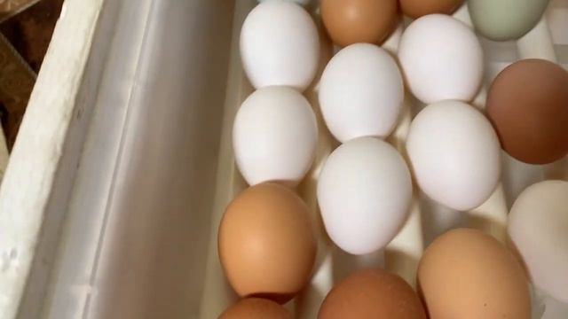 Фильм2 ПЕРВЫЙ ДЕНЬ инкубации в РЯБА 36, китайский инкубатор_ 16 апреля 2025 смотреть онлайн