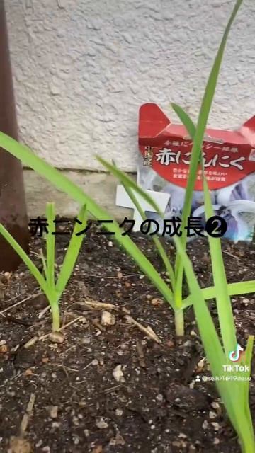 赤ニンニク смотреть онлайн