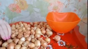 Как сохранить лук севок до посадки.