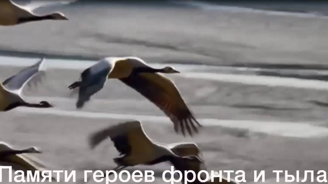 Памяти героев фронта и тыла посвящает видеоклип на песню «Журавли». 80 лет Победа! смотреть онлайн