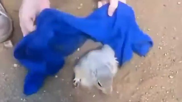 БЕШЕНЫЙ ХОМА видео немоё смотреть онлайн