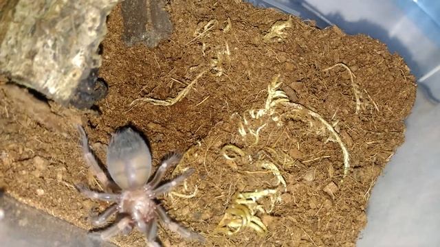 Brachypelma Auratum Sling Feeding Clip смотреть онлайн