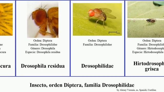 Insecto, orden Diptera, familia Drosophilidae drosophila elegans obscura pallida grisea Lordiphosa смотреть онлайн