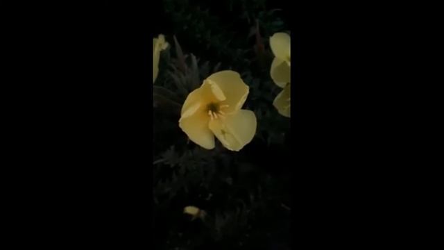 ВОЛШЕБСТВО ПРИРОДЫ ! смотреть онлайн