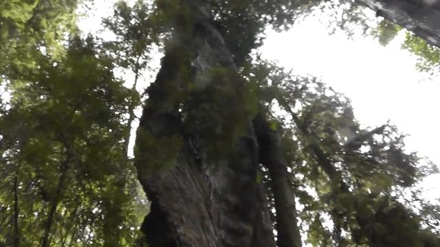 Corkscrew Tree (Coastal redwood), Prairie Creek Redwoods SP, California, USA смотреть онлайн