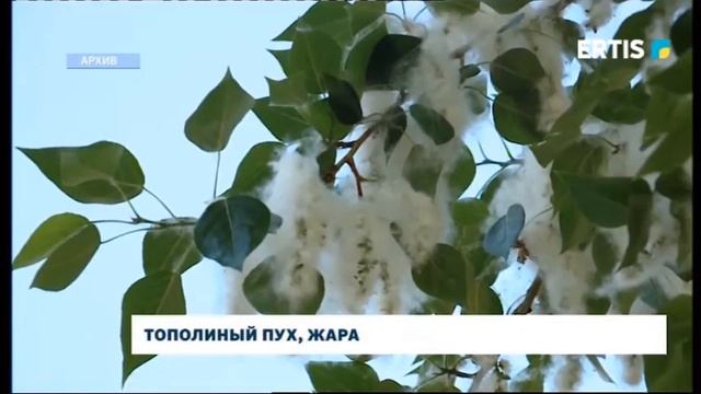 Тополиный пух, жара смотреть онлайн