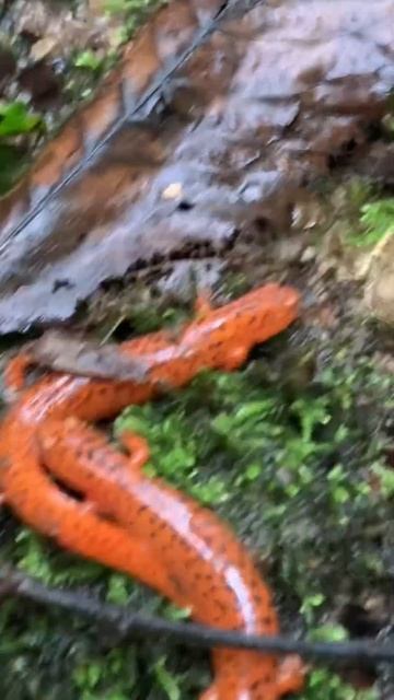 2 Red Salamanders Next to Eachother! #subscribe #viral #youtube #fypシ #salamander #shorts #herping смотреть онлайн