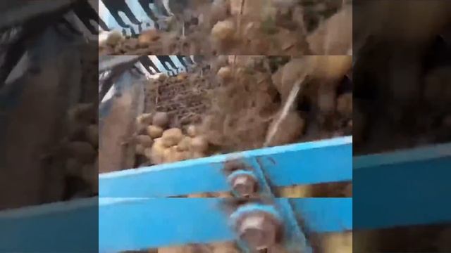 Картопляний комбайн Анна Z644. Копання картоплі. Сорт лусінда. Урожай картоплі 2021. смотреть онлайн