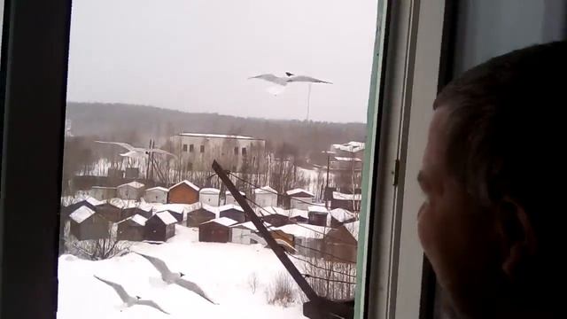 Прилёт чаек смотреть онлайн