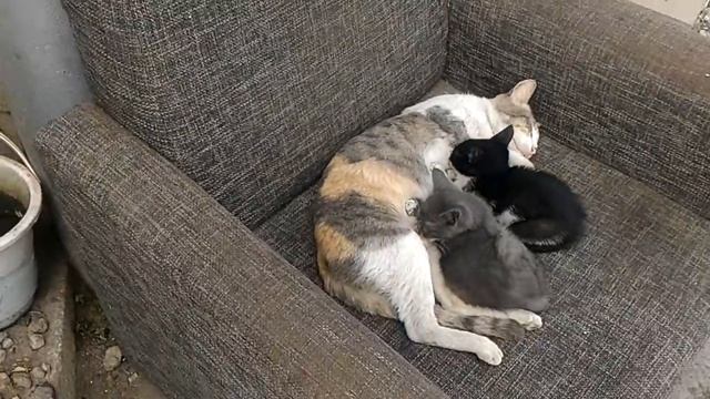 Cats Baku Azerbaijan. Pets Sleep. Milk. Morning cat смотреть онлайн
