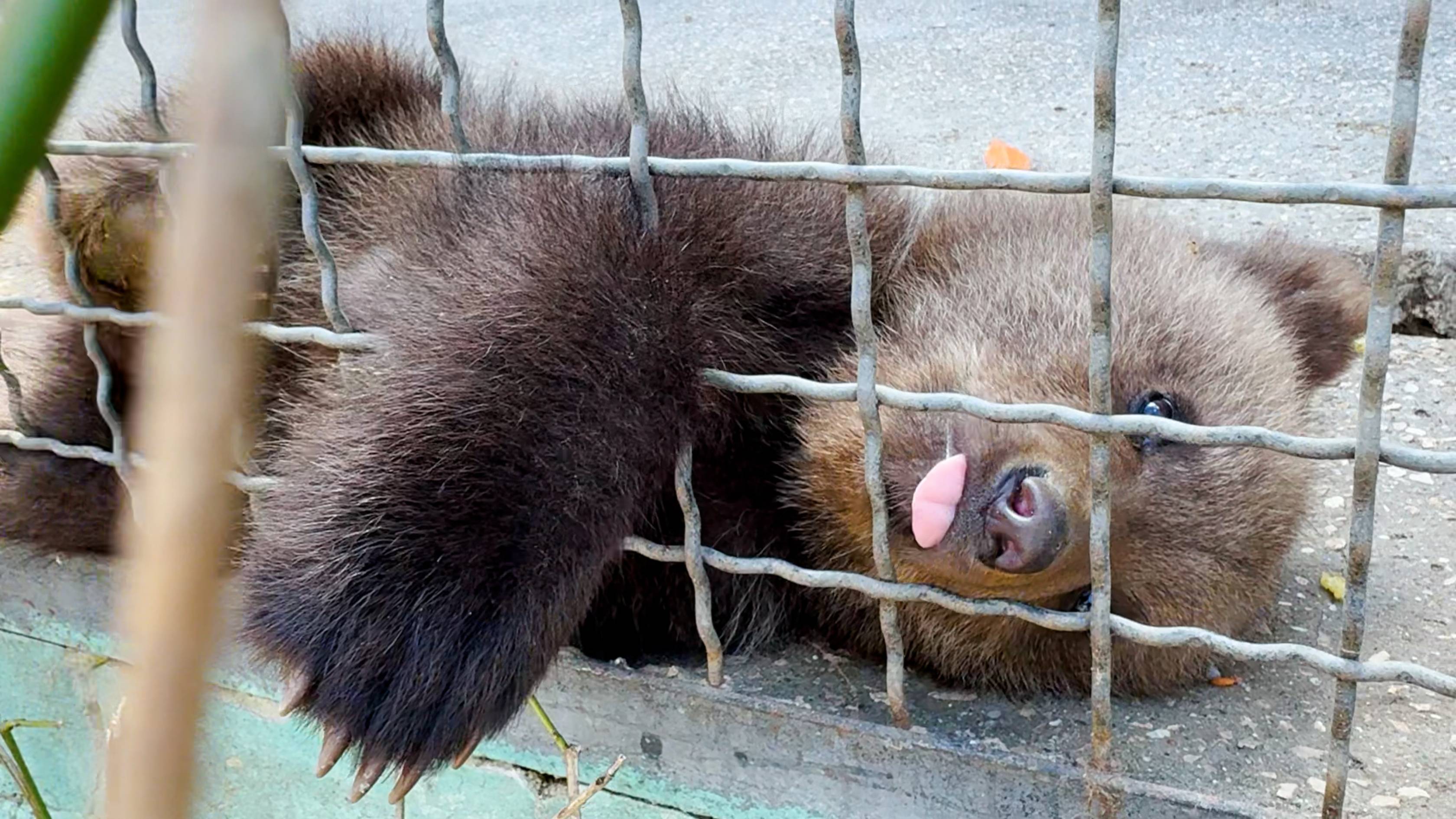 Медвежата Топа и Кнопа. Почему у медведей нет воды? В последний раз - ГДЕ ЛЕЙЛА! Тайган! смотреть онлайн