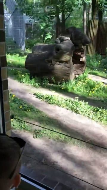 Злой тигр^~^ Зоопарк в Польше😾🐯 смотреть онлайн