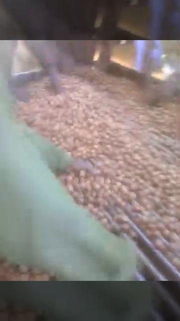 Macadamia nuts quality check process смотреть онлайн