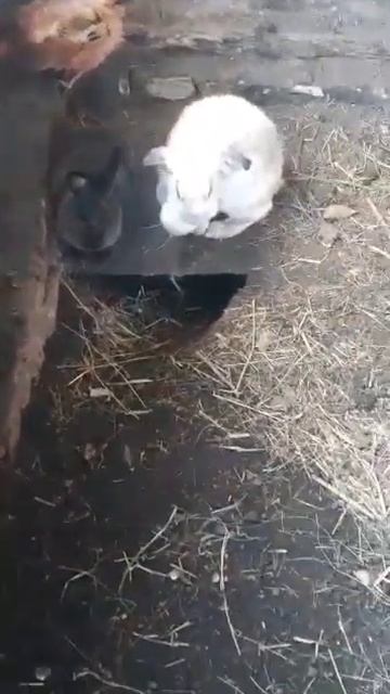 Три корочки хлеба, хозяин! смотреть онлайн