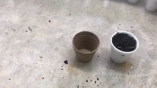 Planting tomato seeds смотреть онлайн