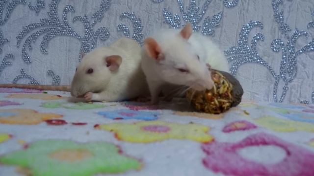 Наши крыски подросли. смотреть онлайн